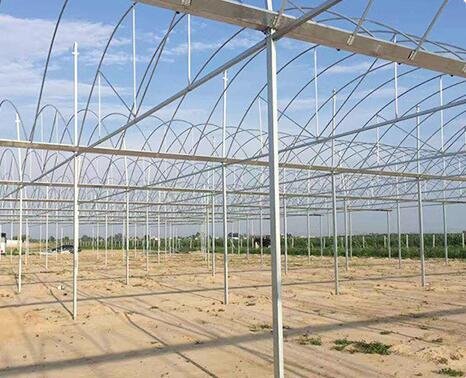 factroy supply vegetable green house 